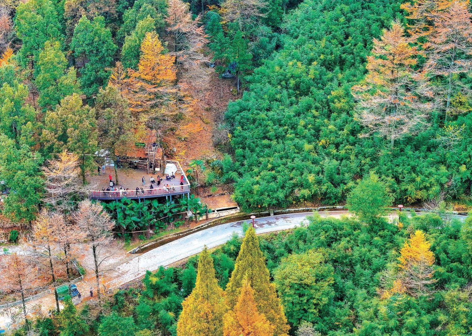 安吉金钱松森林公园秋景，万千金钱松叶色金黄，层林尽染如诗画