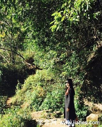 杨钰莹身着米白色风衣，驻足于金黄落叶铺就的小径，低头浅笑间尽显温婉气质